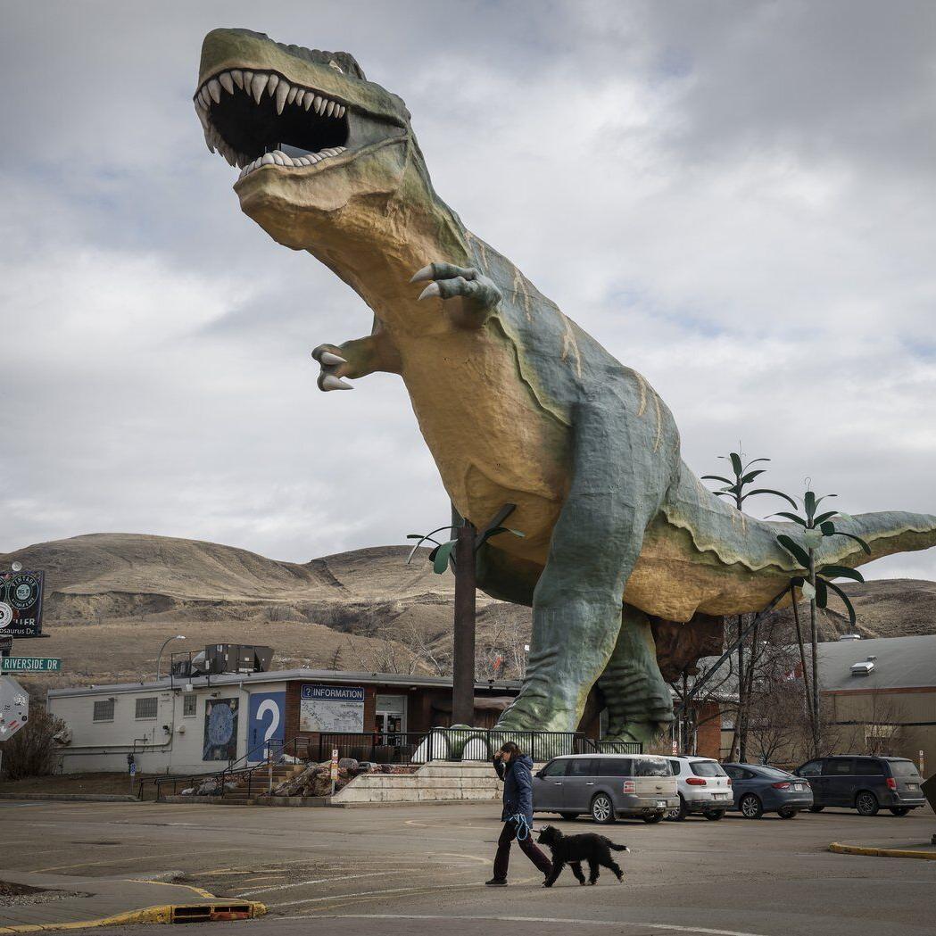 Tyra the Tyrannosaurus likely to leave a footprint in Drumheller civic election